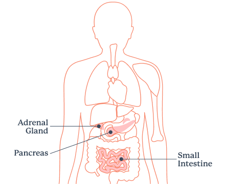 Infographic showing mu opioid receptors in the body